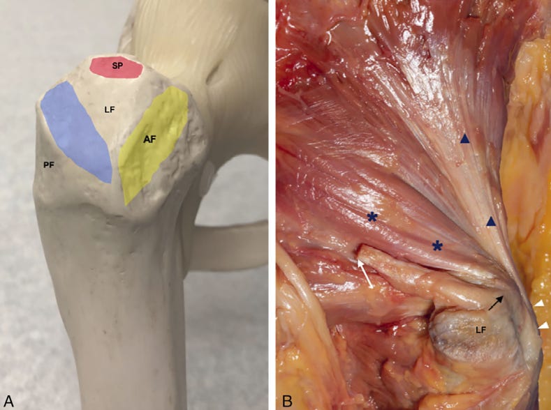 1. Tendon gluteo menor ecografia tempo formacion.jpg